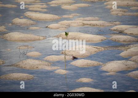 Farbenfrohe Naturreflexe eines Mangroven sprießen bei Ebbe zwischen Sandkissen in der Abraham's Bay auf der abgelegenen Insel Mayaguana auf den Bahamas. Stockfoto