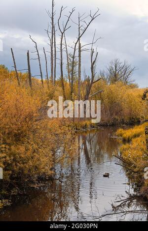 Sumpf, natürliches Sumpfgebiet mit toten Bäumen und orangefarbenen Blättern im Herbst. Trockenes Schilf und tote Bäume am Moor, Teich oder kleinen See unter grauem Himmel. Außenbezirke von Stockfoto