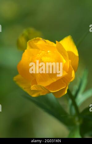 Chinesische globeflower (Trollius chinensis), Nahaufnahme, lokalen Fokus Stockfoto