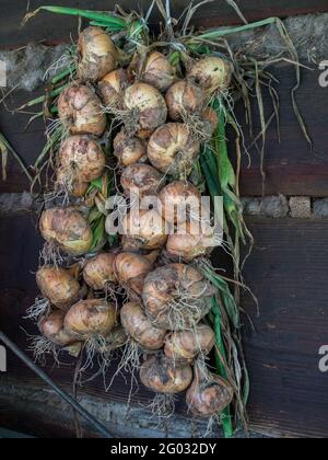 Zwiebelgeflecht trocknet an der Wand eines Holzblockhauses in der polnischen Landschaft, Osteuropa. Stockfoto