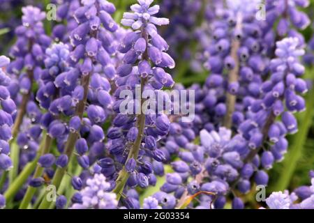 Traubenhyazinthe/ bluebells in voller Blüte Stockfoto