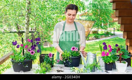 An einem sonnigen Frühlingstag transplantiert eine Gärtnerin Blumen in Töpfe an ihrem Arbeitstisch. Pflanzen von Blumen in hängende Töpfe. Wachsende Blumen als Eingang Stockfoto