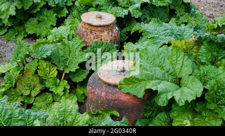 Traditionell gewachsener Rhabarber komplett mit Steingut-Geschwüren - John Gollop Stockfoto