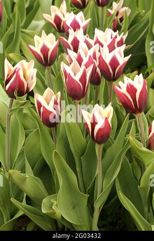 Nahaufnahme von blühenden Lilie-Tulpen Stockfoto