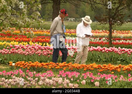 Besucher des Tulpengartens Veldheer in Holland, MI, USA Stockfoto