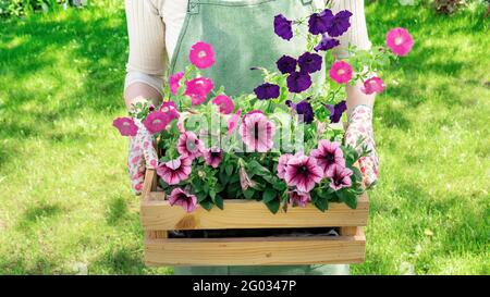 Helle Blumen in Töpfen in einer Holzkiste in den Händen des Gärtners. Eine Frau in einer grünen Schürze hält Blumensämlinge für die Pflanzung in einem Blumengarten A Stockfoto