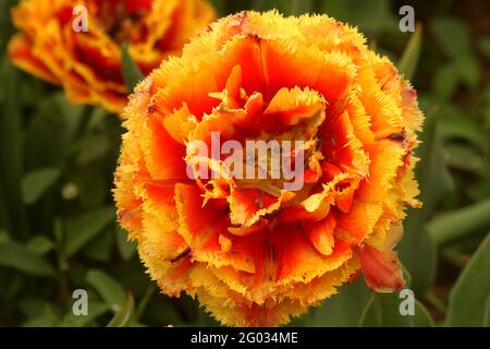 Nahaufnahme von blühenden holländischen Pioneer Tulpen mit Doppelfransen Stockfoto