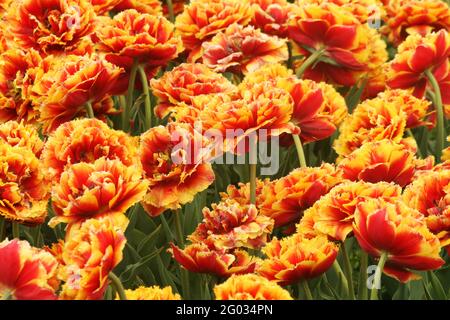 Nahaufnahme von blühenden holländischen Pioneer Tulpen mit Doppelfransen Stockfoto