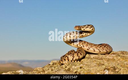 Bullsnake, eine Unterart der Gopher Snake, in defensiver Haltung Stockfoto