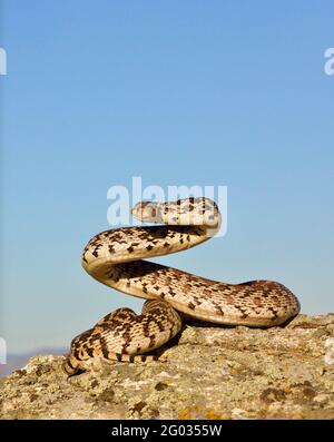 Bullsnake, eine Unterart der Gopher Snake, in defensiver Haltung Stockfoto