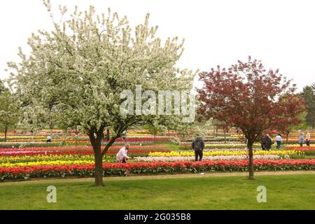 Blühende Tulpen im Veldheer Tulip Garden in Holland, MI, USA Stockfoto