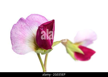 Lila Erbsenblüten auf Reben, Makro. Atemberaubende Erbstück Schneeerbsenpflanze 'Purple Mist' blüht, um essbare Hülsen zu produzieren. Isoliert auf Weiß. Selektiver Fokus Stockfoto