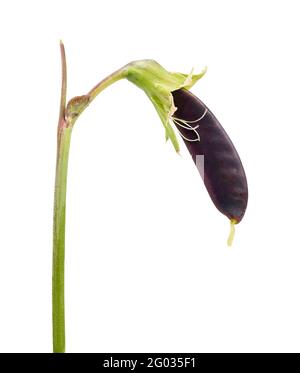 Junge, violette Erbsenschote auf Weinrebe. Gerade entstanden essbare Erbsenschote mit dem Rest der verwelkten befruchteten Blume auf grünem und purpurem Stiel. Erbstück Schneeerbse pla Stockfoto