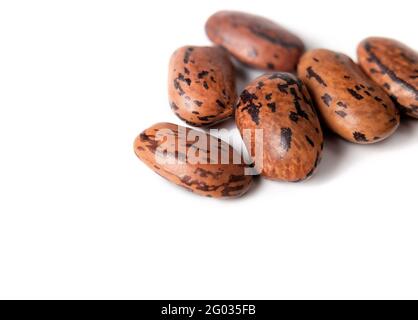 Samen der Drachenzunge zum Pflanzen im Garten oder zum Essen. Makro. Die holländische Erbbohnenpflanze produziert gelb gestreift mit violetten Bohnenschoten. Protei Stockfoto