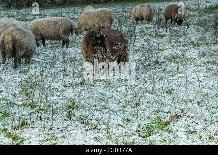 Schafschar mit Widder in einem schneebedeckten grünen Feld im Winter. Co. Wexford. Irland Stockfoto