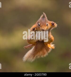 Red Squirrel in seinem natürlichen Lebensraum in Schottland Stockfoto