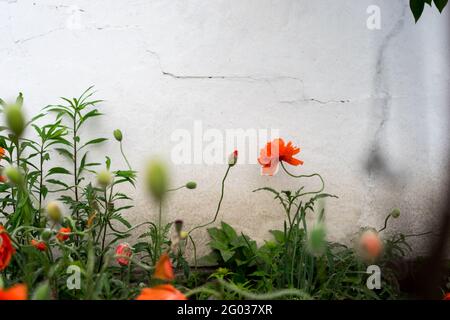 Schöne rote Mohnblumen auf einem weißen Wandhintergrund. Selektiver Fokus. Konzept für den Kopierraum. Verschwommene Fotografie Stockfoto