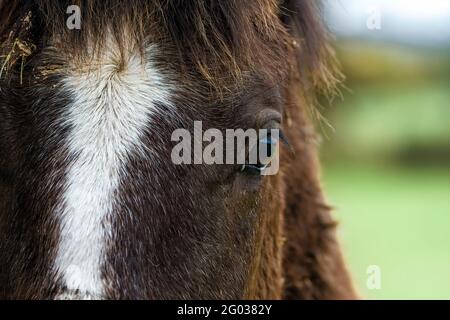 Nahaufnahme des Kastanienauges. Stockfoto