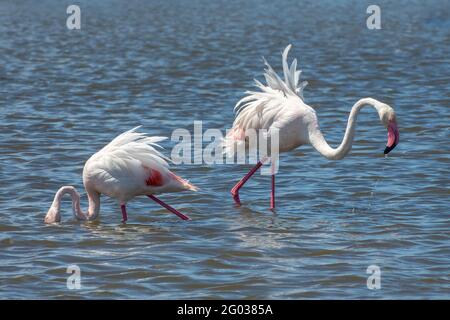 Nahaufnahme zweier großer Flamingos (Phoenicopterus roseus) in der Camargue, Bouches du Rhone, Südfrankreich Stockfoto