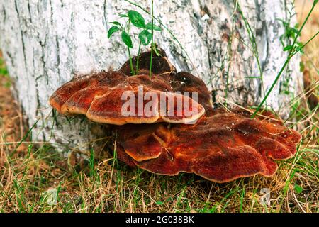 Erle Bracket , Pilz wächst auf dem Baumstamm . Ganoderma Resinaceum Stockfoto