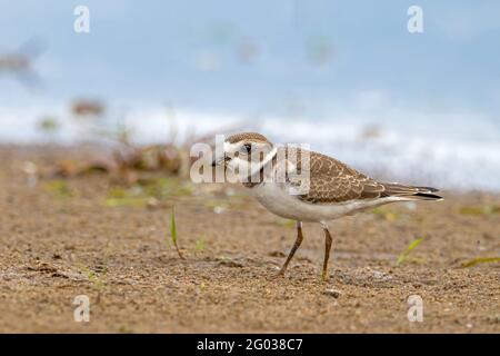 Süßer junger Pflüscher an einem Strand, der zur Seite schaut. Ottawa River während der Herbstmigration. Stockfoto