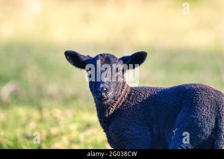 Nahaufnahme des schwarzen Lammes. Co. Wexford. Irland Stockfoto