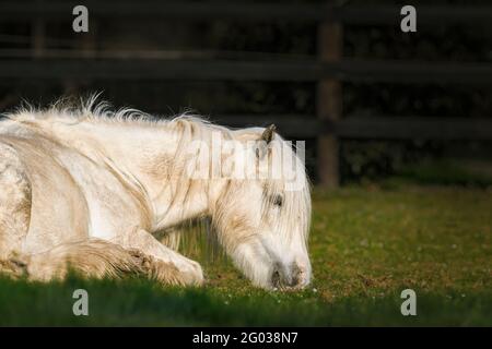 Schlafende Schönheit. Weißes Pferd, das im Frühling auf der Weide ruht. Co. Wexford. Irland. Stockfoto