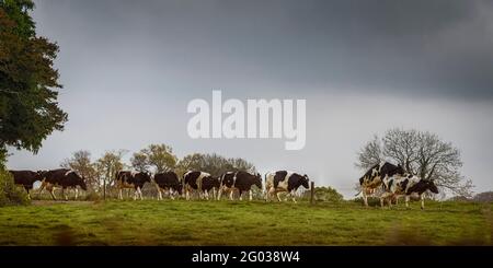 Rinder, die am Morgen auf ihre Weide gehen. Co. Wexford. Irland. Stockfoto