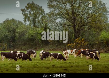 Am Morgen Rinder auf ihrer Weide. Co. Wexford. Irland. Stockfoto