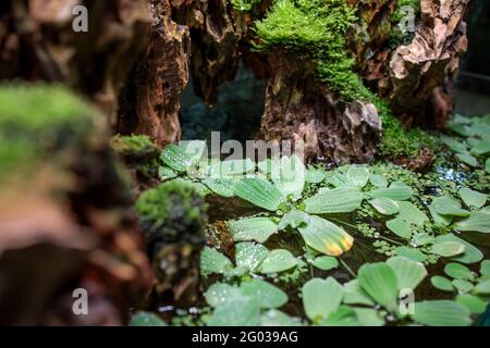 Pistia ist eine Gattung von Wasserpflanzen in der Familie der Arum, Araceae. Es ist die einzige Gattung im Stamm Pistieae, die ihre systematische Isolation Witz widerspiegelt Stockfoto