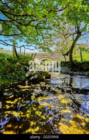 Cray Gill Wasser im Bach, der vom und zum Wasserfall in North Yorkshire Dales führt. Zeigt eine Steinbrücke an einem heißen, sonnigen Sommertag. Stockfoto