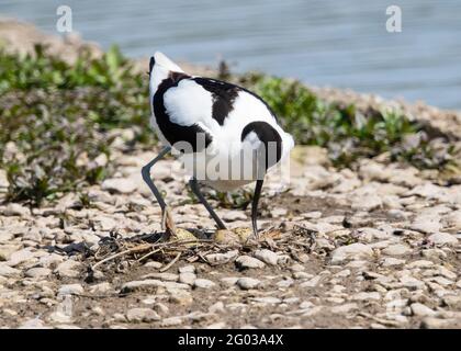 Avocet auf einem Nestplatz bei Slimbridge WWT Gloucestershire UK Stockfoto