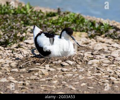 Avocet auf einem Nestplatz bei Slimbridge WWT Gloucestershire UK Stockfoto