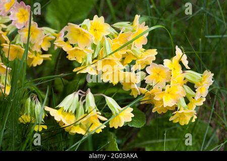 Primula veris blüht im Frühling Stockfoto