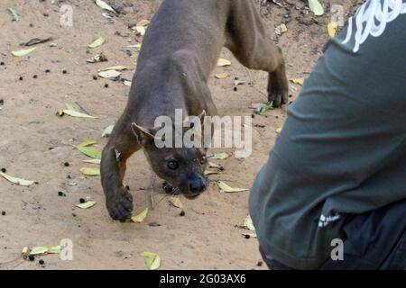 Fossa ist einem Menschen im Kirindy-Wald im Westen Madagaskars zu nahe Stockfoto