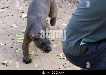 Fossa ist einem Menschen im Kirindy-Wald im Westen Madagaskars zu nahe Stockfoto