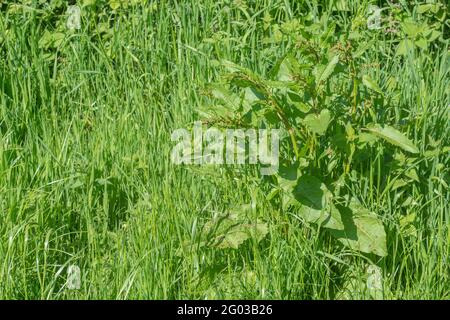 Überwuchertes ländliches Gras wird in hellem Sonnenlicht mit großen Exemplaren von breitblättrigen Dock / Rumex obtusifolius key eingekesselt. Es ist ein lästiges Agrarunkraut Stockfoto