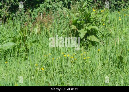 Ländliche grasbewachsene Straße mit breitblättrigen Dock / Rumex obtusifolius & gelb blühenden schleichenden Buttercup / Ranulculus repens. Lästiges Unkraut auf dem Bauernhof. Stockfoto