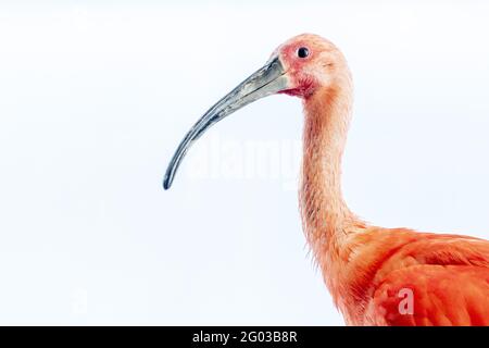 Scharlachrot-Ibis-Vogel isoliert auf weißem Hintergrund Stockfoto