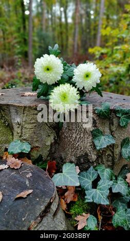 Chrysanthemen auf einem Baumstamm. Herbstliche Landschaft. Chrysanthemen in der Herbstlandschaft. Stockfoto