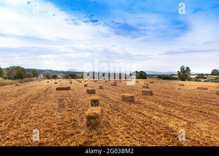 Strohballen auf einem beschnittenen Feld vor blauem Himmel. Landwirtschaftlicher Hintergrund mit leerem Kopierbereich für den Inhalt des Editors. Stockfoto