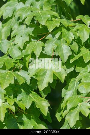 Sonnenbeschienenen Blätter des gemeinsamen Feldes Ahorn / Acer campestre in Cornwall hedgerow. Verwandt mit Sycamore & einmal als Heilpflanze in pflanzlichen Heilmitteln verwendet. Stockfoto