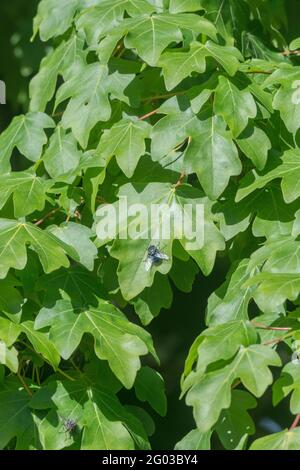 Sonnenbeschienenen Blätter des gemeinsamen Feldes Ahorn / Acer campestre in Cornwall hedgerow. Verwandt mit Sycamore & einmal als Heilpflanze in pflanzlichen Heilmitteln verwendet. Stockfoto