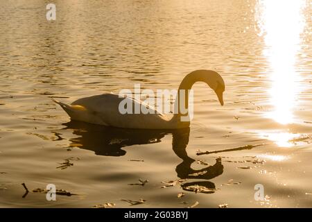 Ein weißer Schwan, der in der Dämmerung auf dem Wasser des Sees schwimmt. Stockfoto