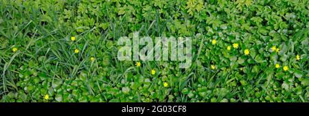 Wiesenfeld mit frischem saftigem grünen Gras. Sommer Frühling Naturlandschaft. Grüner Landschaftshintergrund für eine Postkarte, ein Banner oder ein Poster. Stockfoto