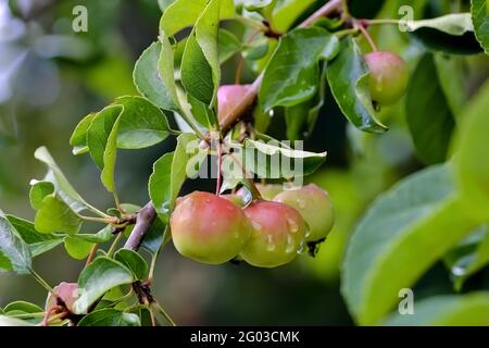 Rote Früchte eines Grabanels namens 'Butterball' (Malus x zumi) reifen nach einem Regen im Sommer an den Ästen, Bayern, Deutschland Stockfoto