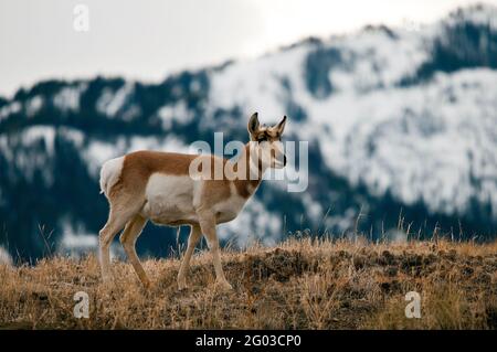 Pronghorn-Antilope, schneebedeckte Berge im Hintergrund, Yellowstone-Nationalpark Stockfoto