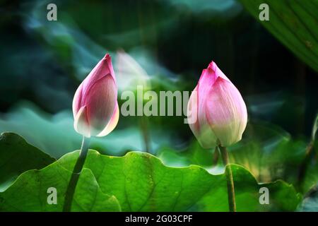 Ein Paar rosa Lotusblumen, die sich vor einem grünen Hintergrund abbilden Stockfoto