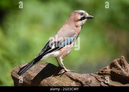 Ein eichelhäher, der auf einem Ast ruht. Hochwertige Fotos. Nahaufnahme Stockfoto