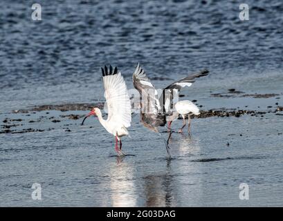 American White Ibis und Tri-Coloured Heron (Egretta tricolor), Ding Darling Wildlife Refuge, Sanibel Island, Florida Stockfoto